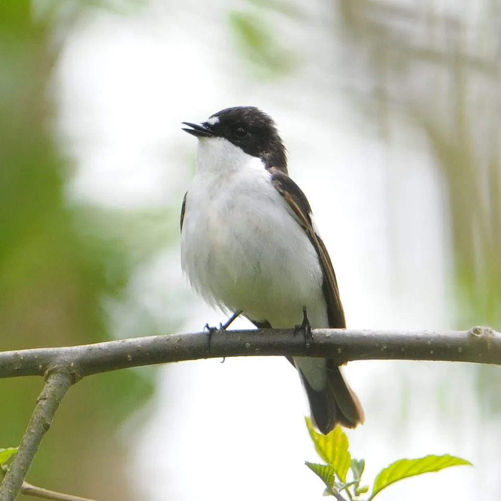 Male pied flycatcher