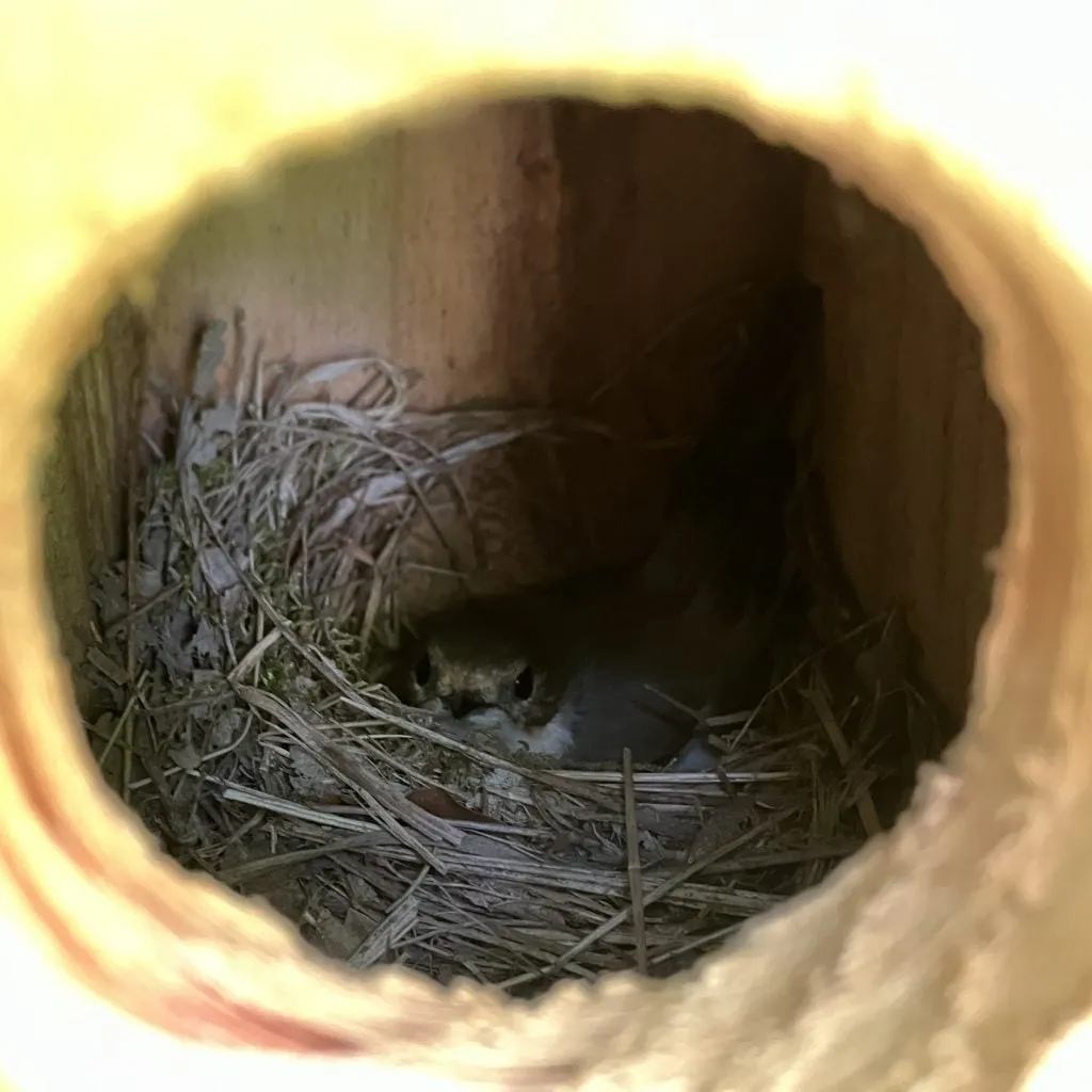Pied flycatcher on her brood